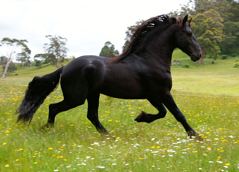 how much weight can a friesian horse carry